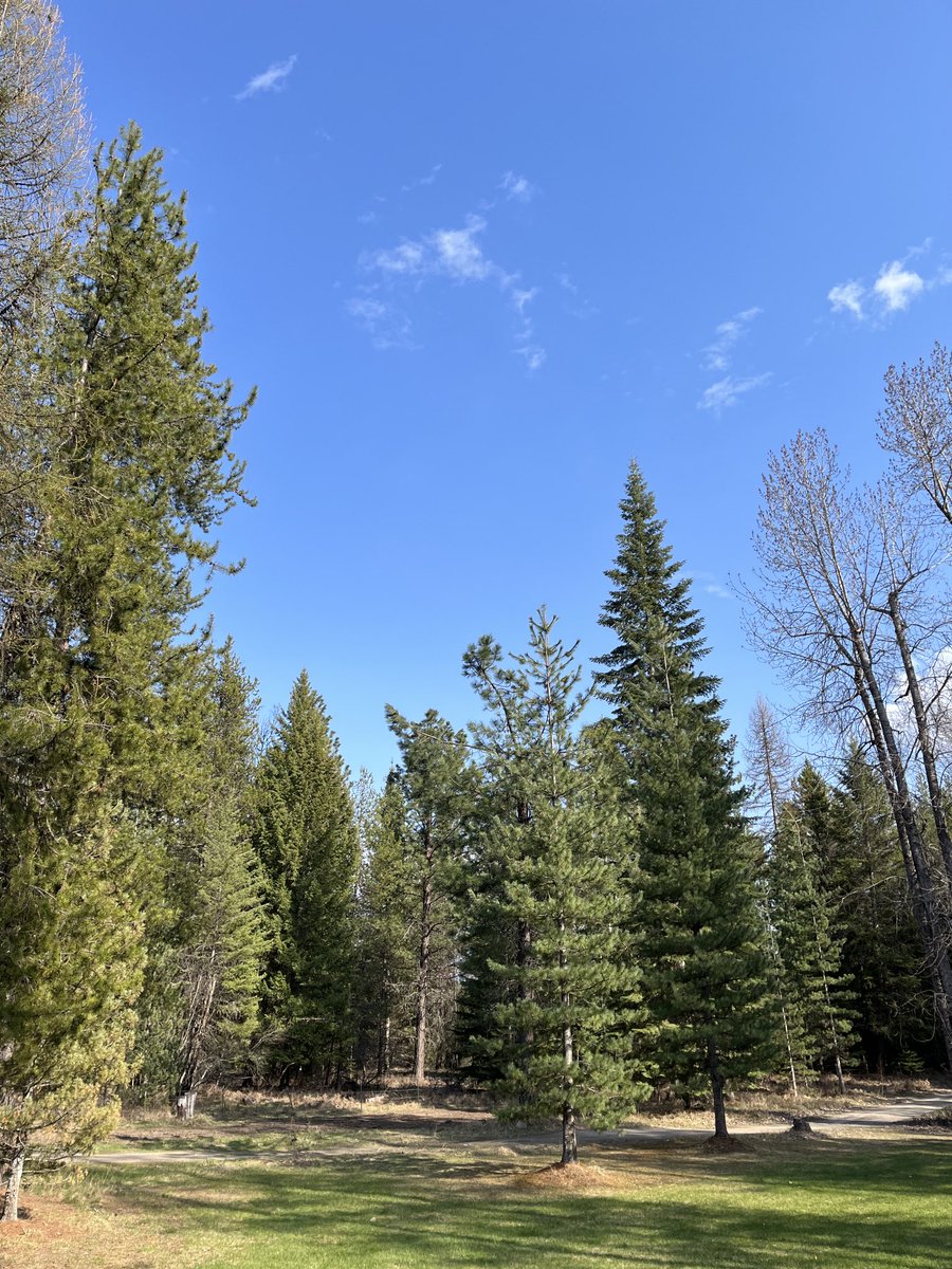 moviesnme's tweet photo. My last day here. Well played Montana. . . Well played! #montana #springbreak #neverwanttoleave π€ π²π¦ https://t.co/2UjsarEKjk