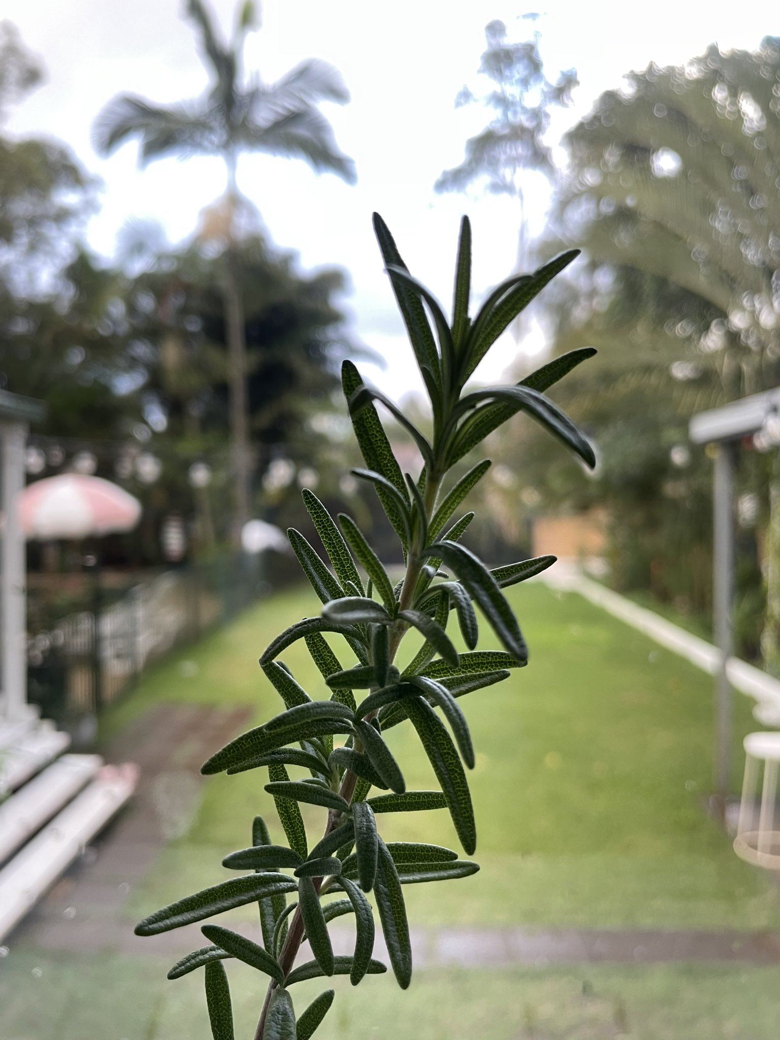 Scarlett Morgan on Twitter "Lest we forget 🌿 🙏🏼 💚 https //t.co
