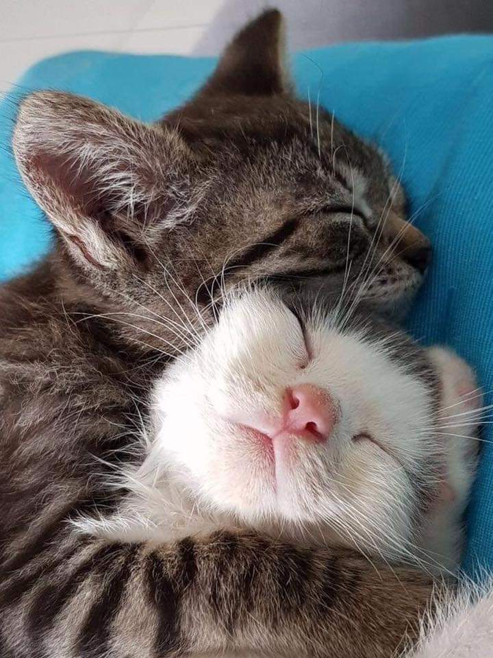 Todas as nossas ações voltam como reações em nossos destinos. Essa é a lei do retorno e ela toca em todos os aspectos na nossa existência. Aqueles que praticam o mal, mais cedo ou mais tarde, receberão as mesmas maldades em retorno!