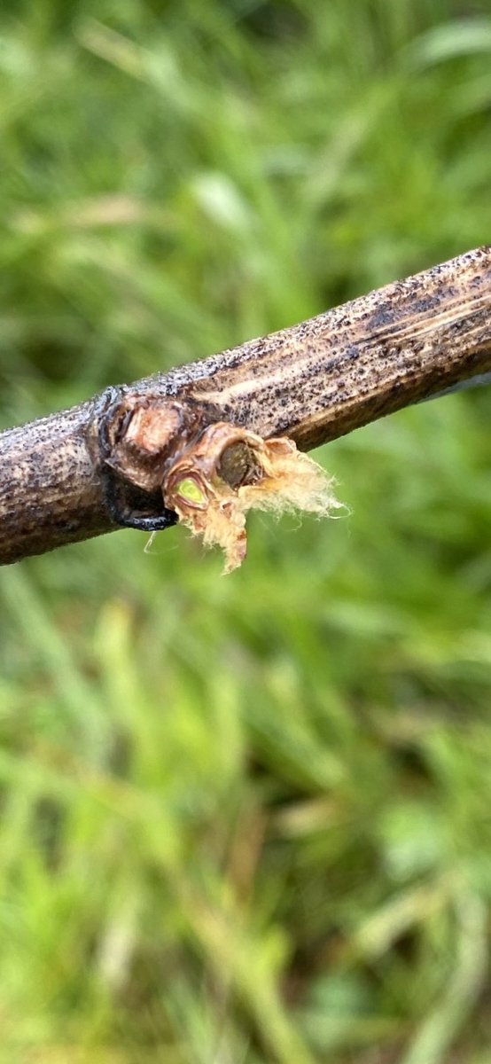 oregoncorkdork's tweet photo. Damage to the grape vines in Willamette Valley from the recent freeze is still being assessed but it’s pretty awful at first check. Frost damage (brown) primary bud on the right. Healthy/alive (green) secondary bud on the left. Secondaries can still produce but not as much. https://t.co/YMSBXiqXeB