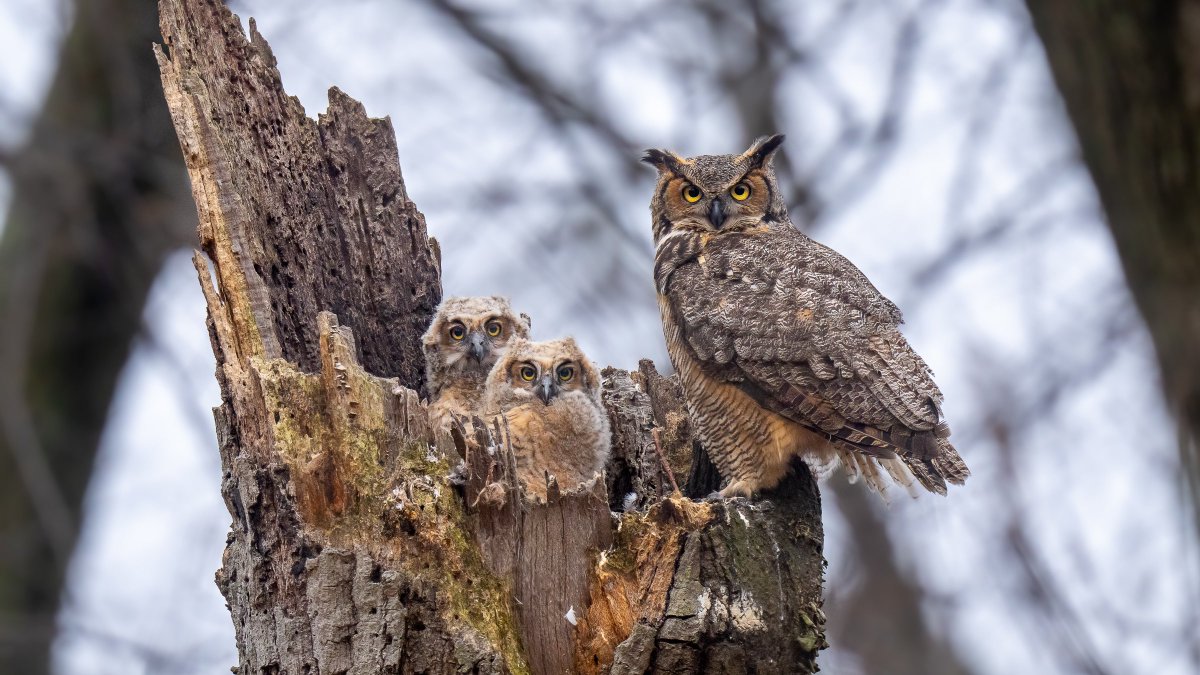 Family portrait! Great horned owl visits her owlets at dusk. Was lucky for all of them to look my way in just one photo of many taken. Shortly after, mama went in to feed herself &amp; the babies. Delayed post. Owlets have fledged. (Queens, New York)

#birdwatching #wildlife #nature