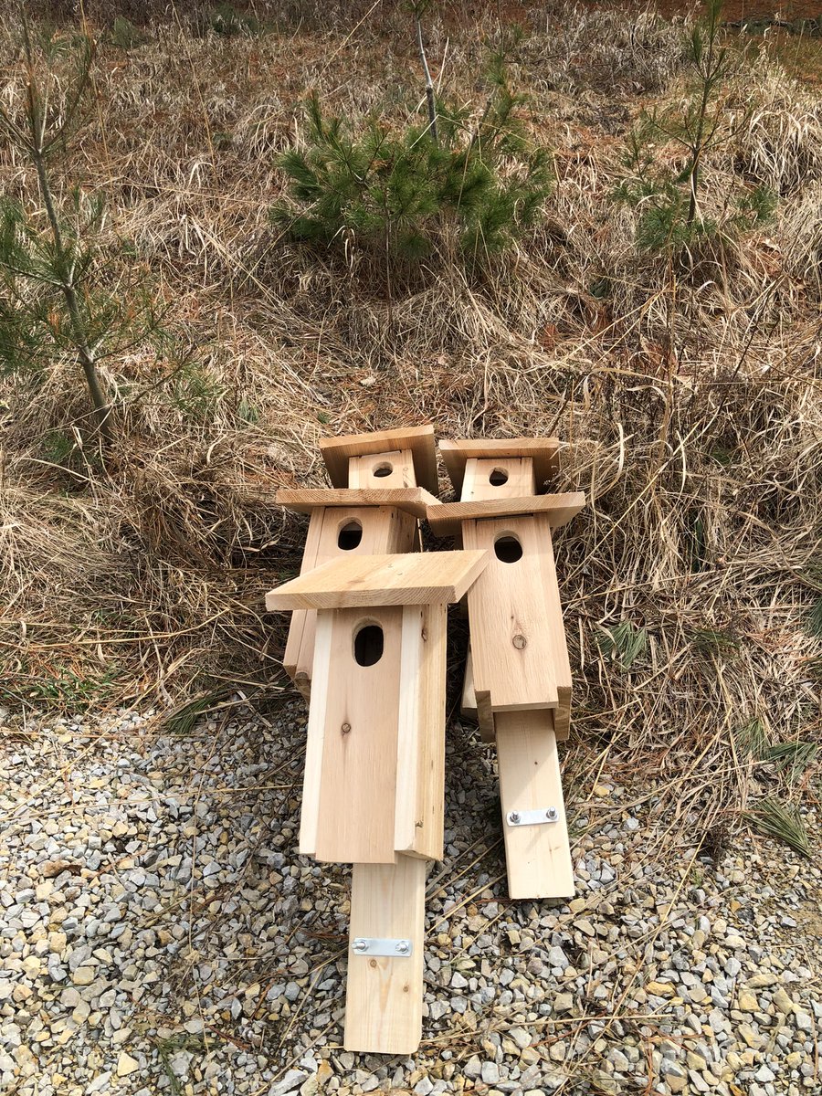 In this episode of This Old Bluebird Box there’s a new housing development going up at #therapycabin 
It’s the time of the season
#Bluebird
#TreeSwallow