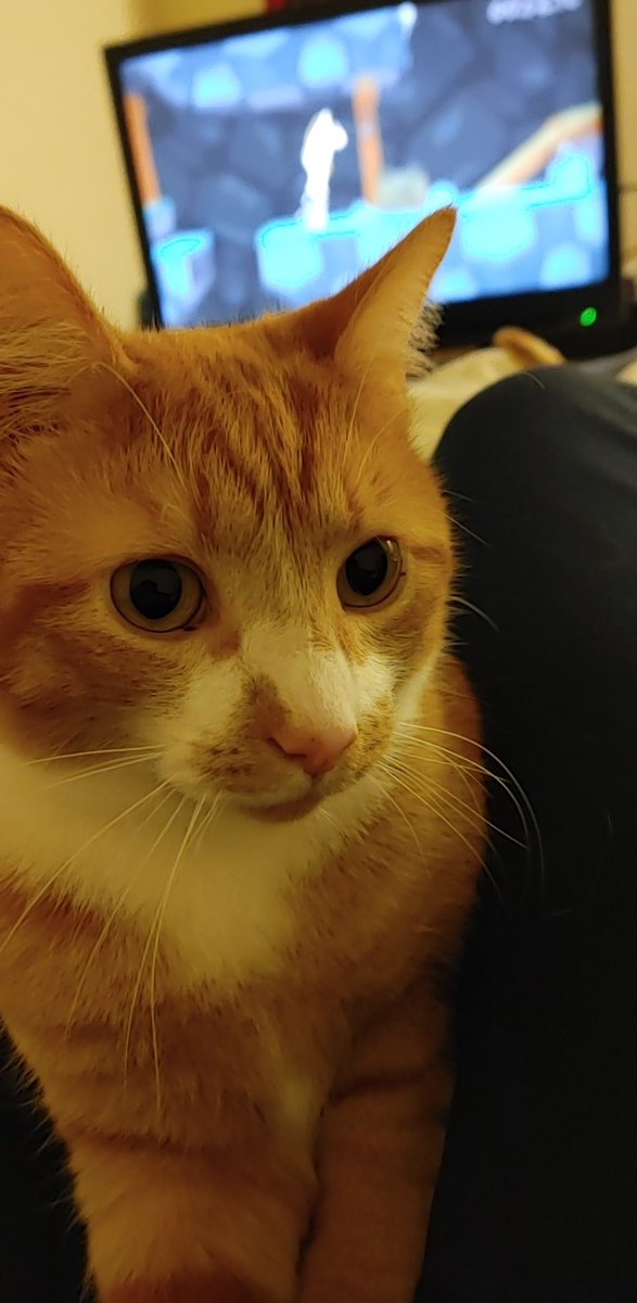 FaithKayAnna's tweet photo. Missing cat on Park street! @joeimel https://t.co/MkjEMIHeam