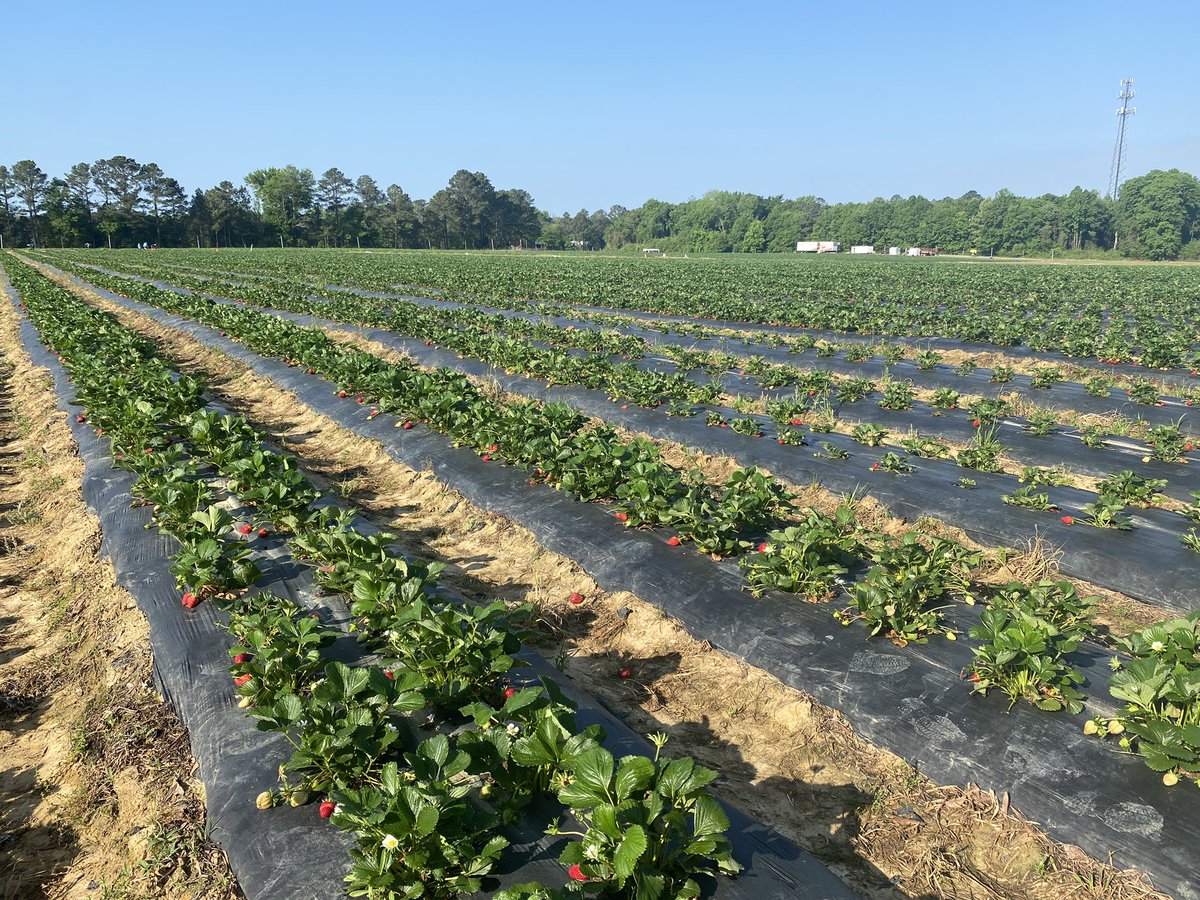 alisonrauch's tweet photo. Tried my hand at making strawberry jelly this weekend 🍓 Had a great day at @cottle_farms picking the berries and learning the canning process! #certifiedscgrown https://t.co/hzhxvO1MVs