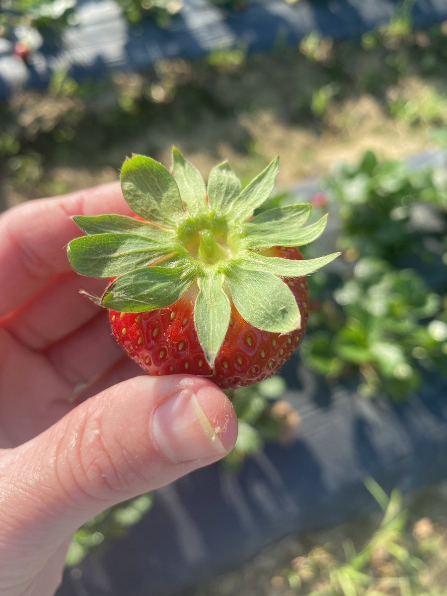 alisonrauch's tweet photo. Tried my hand at making strawberry jelly this weekend 🍓 Had a great day at @cottle_farms picking the berries and learning the canning process! #certifiedscgrown https://t.co/hzhxvO1MVs
