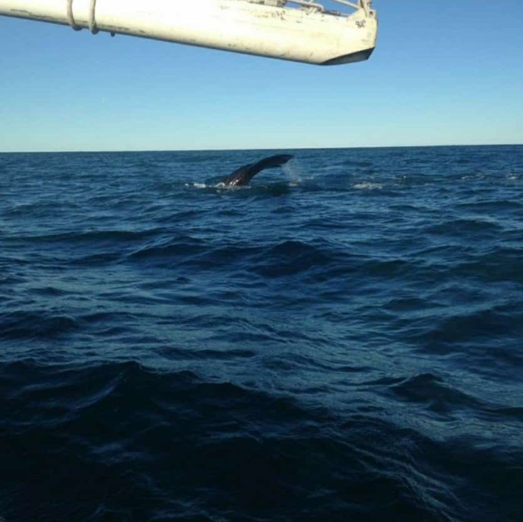 augu19's tweet photo. Mdp , empezaron a pasar las primeras ballenas . https://t.co/ymc3UFOx9t