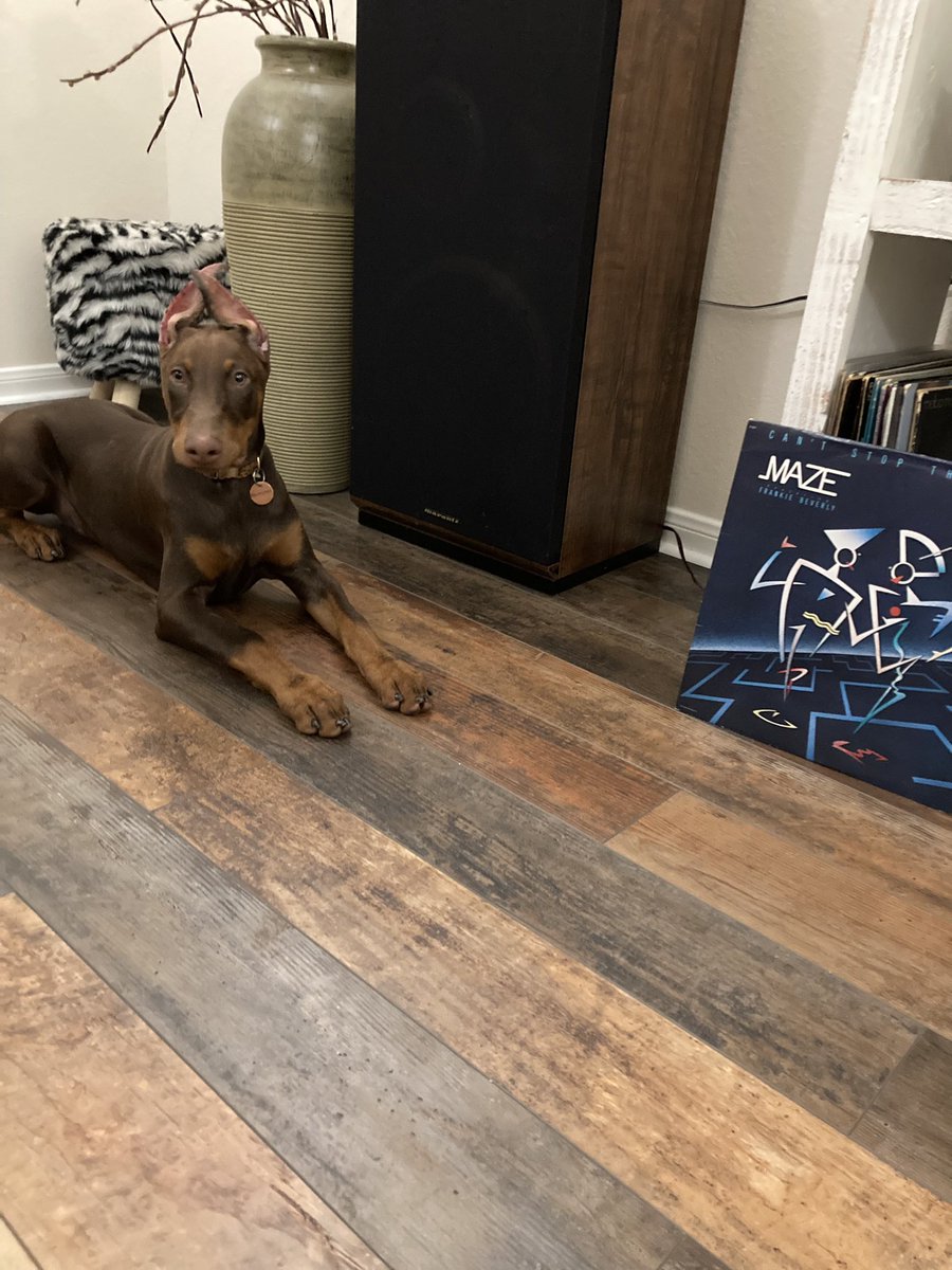 charletucka's tweet photo. #LOOKatMyBABY sitting pretty on this good Sunday! She knows itβs #vinyl day. #Maze #FrankieBeverly #FrankieBeverly&Maze #LadySaint #vinylcommunity #VinylLover #CantStopTheLove https://t.co/Jz1hWrePyc