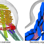 Photo by Michael Reese Lab @ UTSW (@reeselab1)