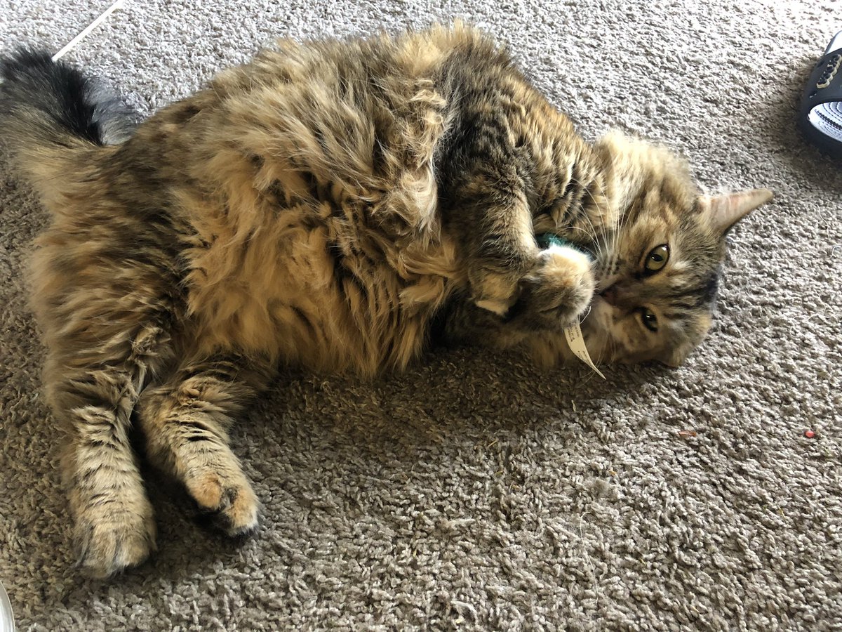 kaykrss's tweet photo. I’m high I got my cats high and now we’re watching #boymeetsworld #catnip https://t.co/WK7e0mHQgH