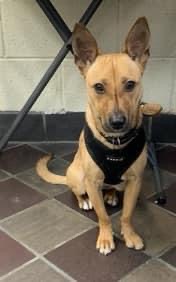 Intelligent, energetic, affectionate Titan #139339 was placed with a family who was ill equipped to train him - so now @Nycacc kills him Tuesday? Just 18 months old, needs structure, exercise and love. Save him: pledges <a href="/TomJumboGrumbo/">Keith Olbermann's Dogs</a> PLEASE RT TITAN!
facebook.com/mldsavingnycdo…