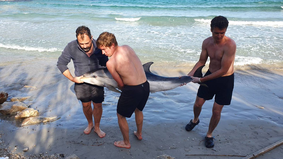 DraskoHolcer's tweet photo. After failed attempts to return it to sea, this striped #dolphin female died in our arms today. Freezing it for full post mortem, while swabs are sent to lab on 5.30 AM ferry. Doing science on #VISisland is tempting. #BWIScience #AdriaticDolphinProject @delfi_life @BlueWorld_Inst https://t.co/AvYKBl79La