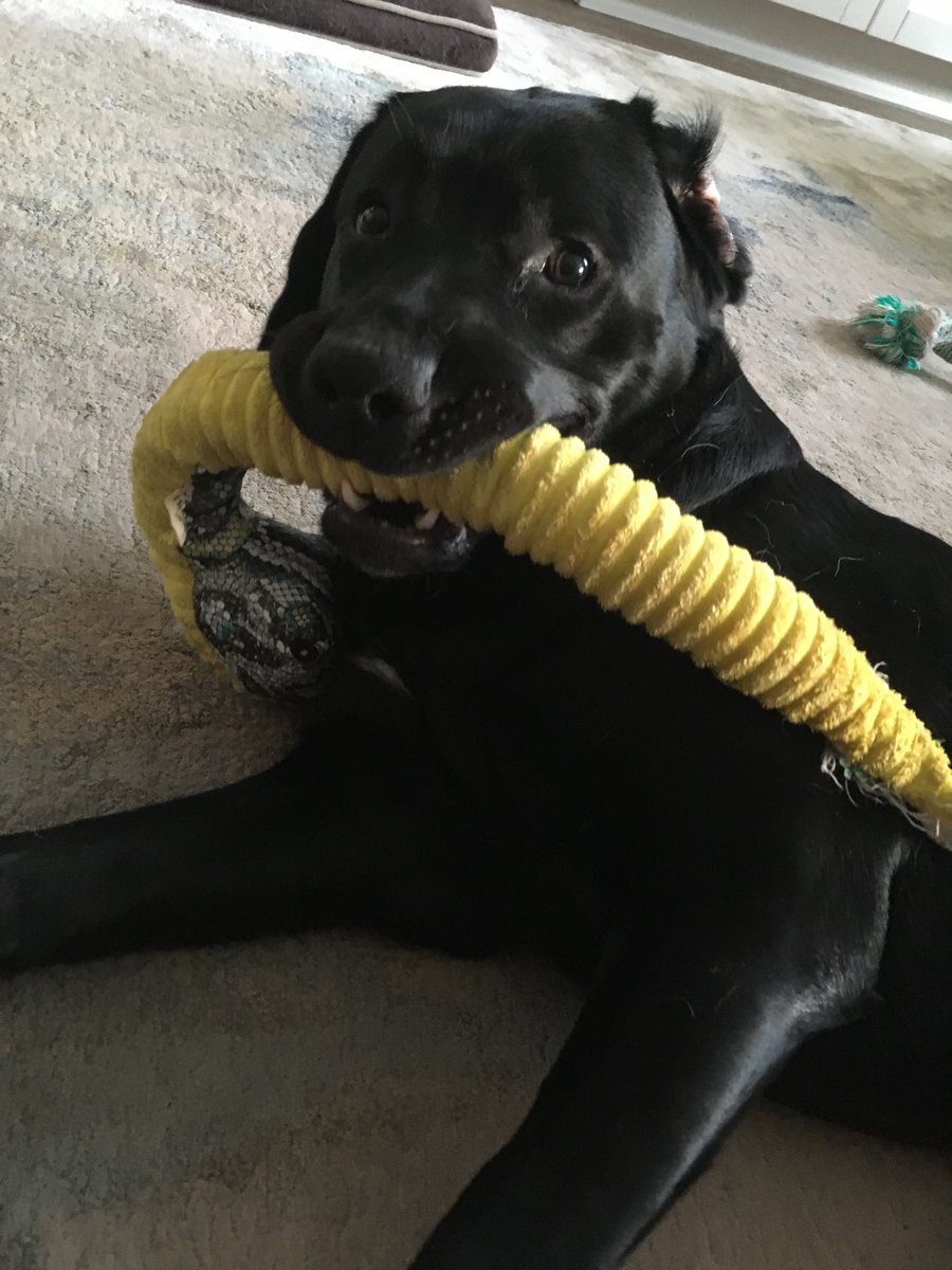 HobbesDogs's tweet photo. It’s my brother Neville’s first birthday and his present was a #Horcrux and he promptly destroyed it. #KillTheSnake https://t.co/EJHBYmzAr7