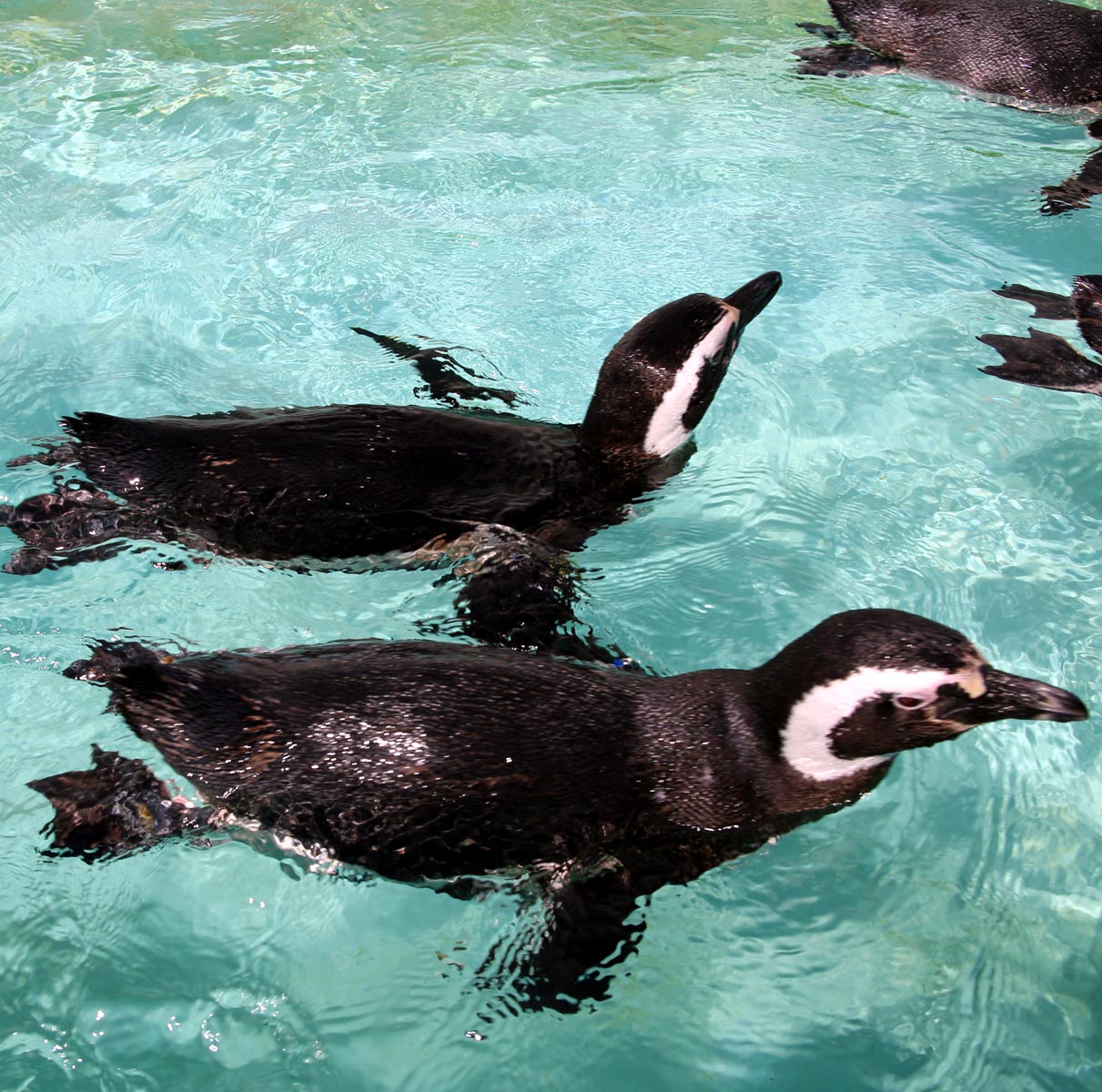 神戸市広報 おはようございます 今日は 世界ペンギンの日 海の中を飛ぶように泳ぐペンギンの姿はかっこいいですね 今日は蒸し暑くなりそう ペンギンさんのように海に飛び込みたくなるかも 水分補給を忘れず 元気に一週間を乗り切りましょう