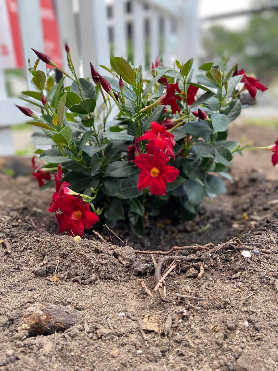 We spent this morning putting finishing touches on Harrison’s Garden. Thank you <a href="/HomeDepot/">The Home Depot</a> at Gulfgate for partnering with <a href="/PughRamsHISD/">Pugh Elementary</a> to make our space beautiful.