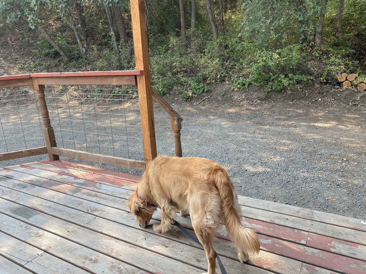 Sheep 🐏 tweet media