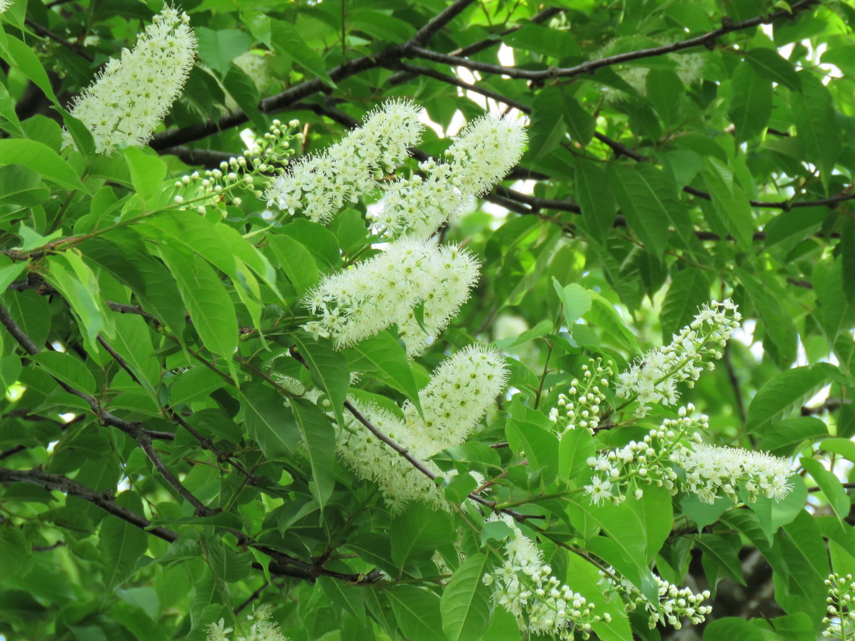 櫛田神社 ウワミズザクラの花 ポンポンと空に向かって揺れる白い花 コップを洗うブラシのよう 新緑と青空をバックに清々しい 白は初夏を感じさせてくれます ウワミズザクラ ポンポン ブラシ 初夏 新緑 T Co 5xvw0hmv6p Twitter 櫛田神社 ウワミズザクラの花 ポンポンと空に向かって揺れる白い花 コップを洗うブラシのよう 新緑と青空をバックに清々しい 白は初夏を感じさせてくれます ウワミズザクラ ポンポン ブラシ 初夏 新緑 T Co 5xvw0hmv6p Twitter