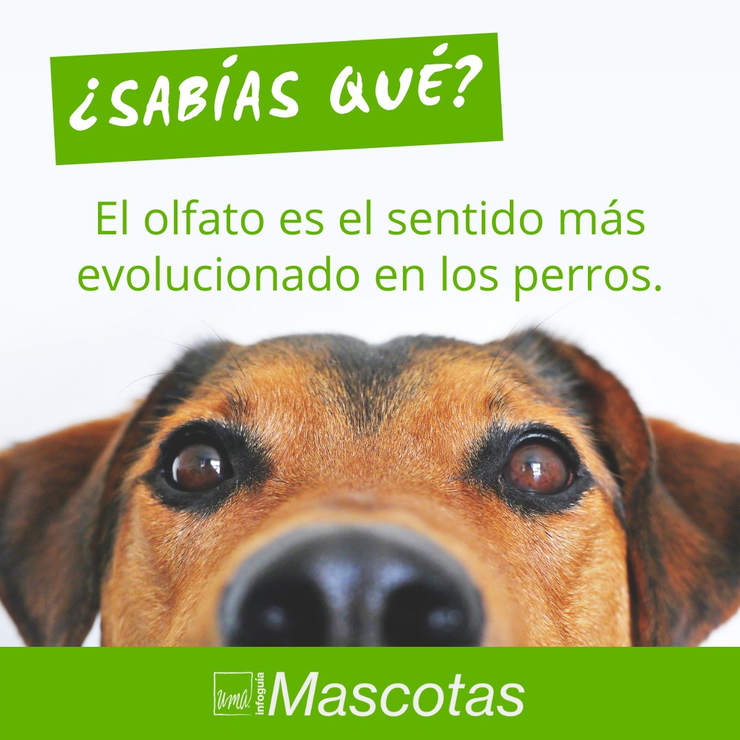 #RevistaMascotas  #Infoguía  
¿Sabías qué ? 🐶
#perros  #tipsmascotas  #tipsperros