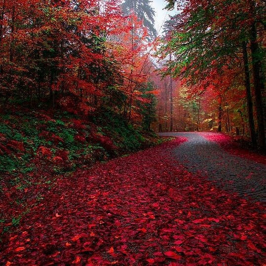 تبقـى وليــف القلــب ولــو صــار ماصـــار.. وتبقـى نظـــير العيــن ولــو مـا أشـوفــك.. وتبقــى ســلام الــروح و لا منــك أضــرار.. وتبقى عزيــز و عــزتـــك مــن وصــوفـــك.. اسمك نقشــته بيــــن الأضــلاع تــذكــار.. وقلبي نزعته خوفي يزعج ( ح ر و ف ك )..