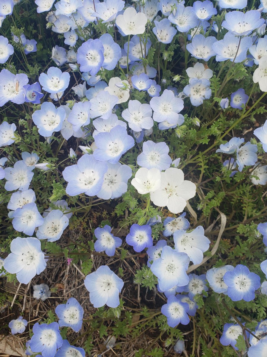 25Amica's tweet photo. 昨日ひたちなか海浜公園でネモフィラ畑見に行ってきたぁ～😍すごいステキなお花畑でした🎵ワトソンもいっぱいワンちゃんと遊んで楽しんでた🎵ただ…天気が…おしいい！今日は行けなかったから仕方なす https://t.co/zh7kjF9BN4