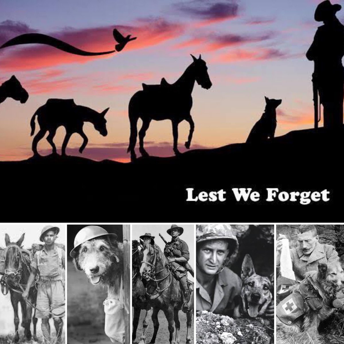 In honour of all the Animals who lost their lives at war ❤️