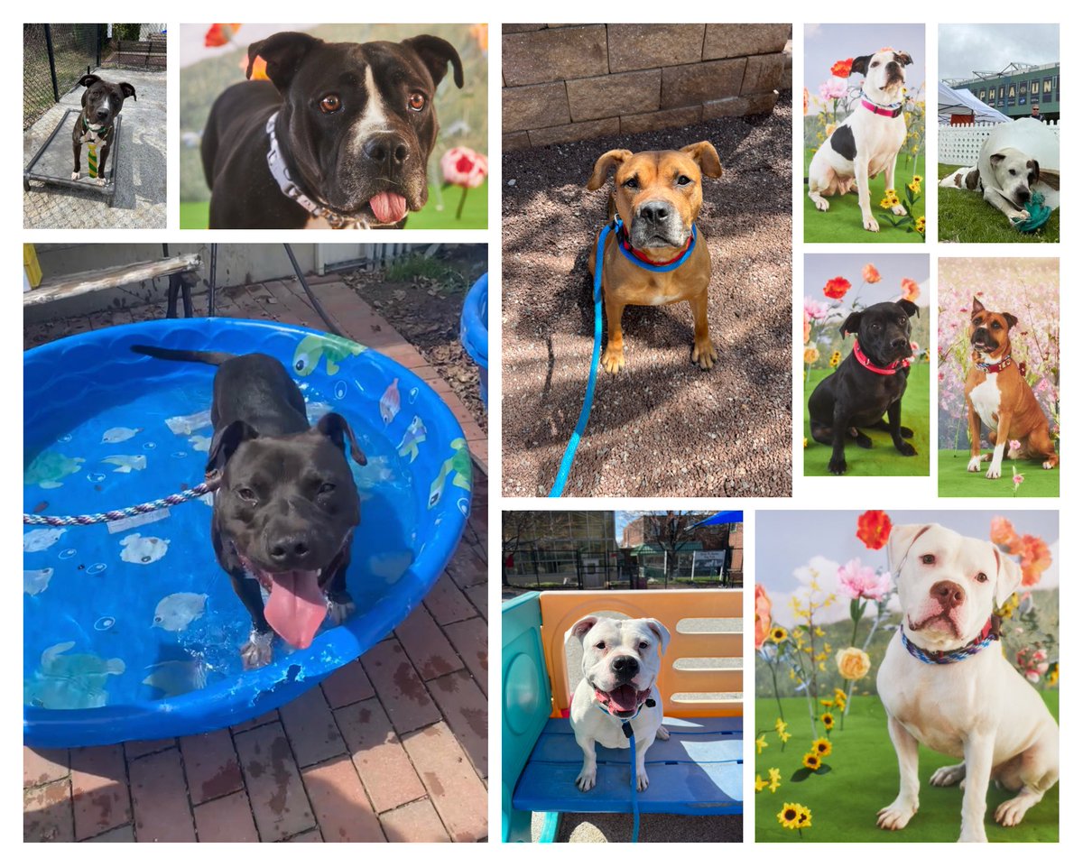 Lindaa_Z's tweet photo. Here’s my friends at the @pspca. Please consider fostering or adopting. There’s some really amazing dogs that need homes #animalwelfare #adoptdontshop #phillydogs #phillyrescue https://t.co/viHMh0WsCj