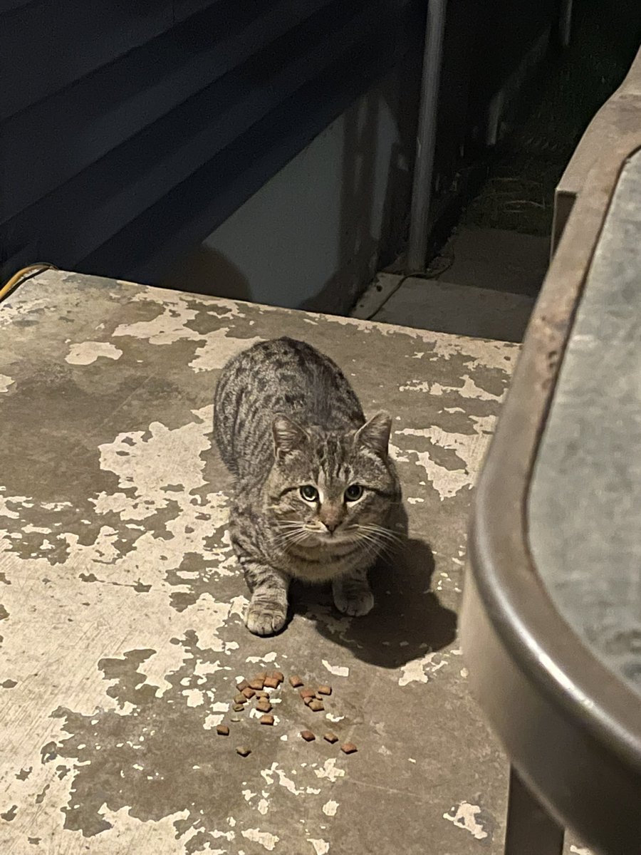 We have another outdoor cat that now calls us home. Since the one on the right is named Katherine, I think the new one should be Elena. #vampirediaries #katherinepierce #elenagilbert