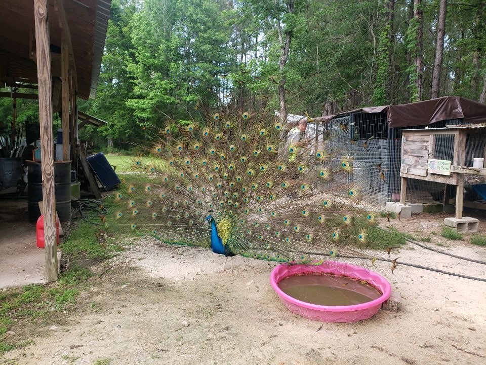 SLUEnglishClub's tweet photo. Sigma Tau Delta Writing Retreat and Crawfish Boil! https://t.co/GyyIchVaxe