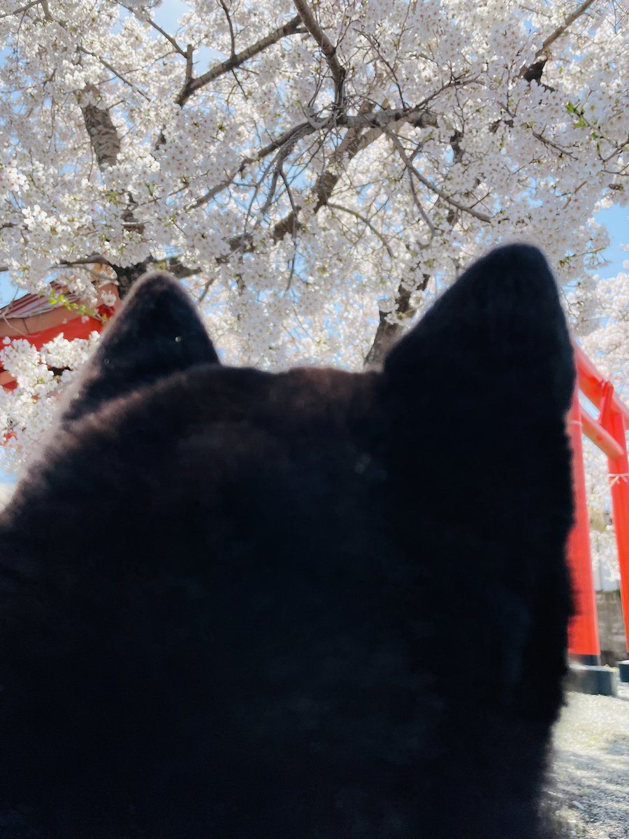 comachi0624's tweet photo. 美桜小町号🌸と桜🌸
もう少し桜うつしてるつもりだったけど明るすぎて画面見えず、半分こまちの後頭部😂💗

#柴犬　#黒柴 https://t.co/WDG09gLhL7