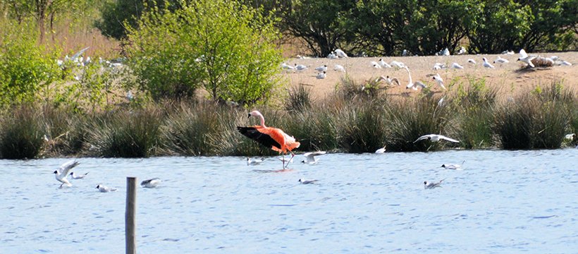Flamingo's zijn voor mij altijd dierentuindieren geweest, maar helemaal niet zo ver weg zijn ze 'gewoon' in het wild te spotten. Zo mooi!