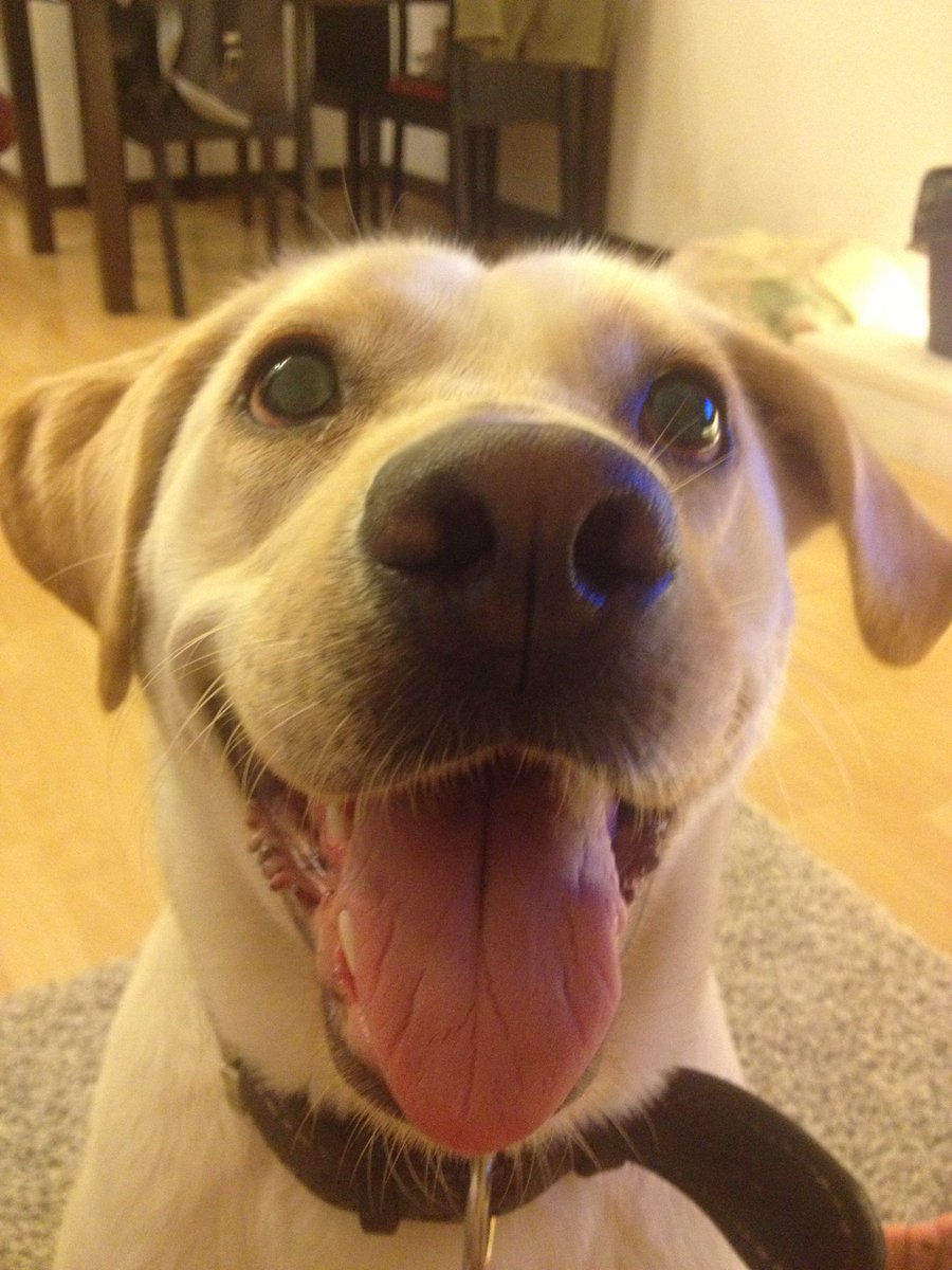LovelyCollieNFT's tweet photo. Dogs’ lives are shorter but they are happier than most of us. #NFTGiveaways #NFTdrop #nftcollector #NFTProject #NFTCommunity https://t.co/6yxLuXt4oB