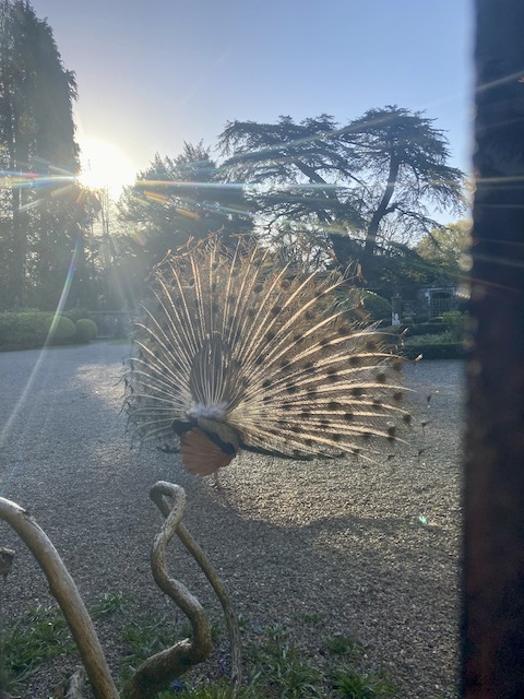 RT @JudyCorbett: Good morning/Bore da. Starting the day with a peacock's bum through the window! https://t.co/6FUnZAAOlq