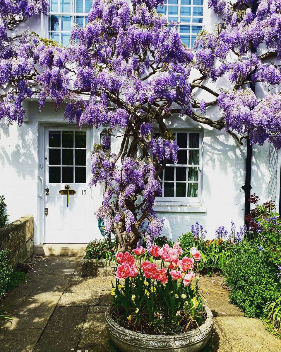 Wisteria blooming,and London really shows off. It was first introduced to Britain in 1816 by John Reeves who was the Chief Inspector of Tea at Canton, and they came as cuttings from a plant growing in the garden of a Chinese merchant in Canton. Happy Monday 🌷
