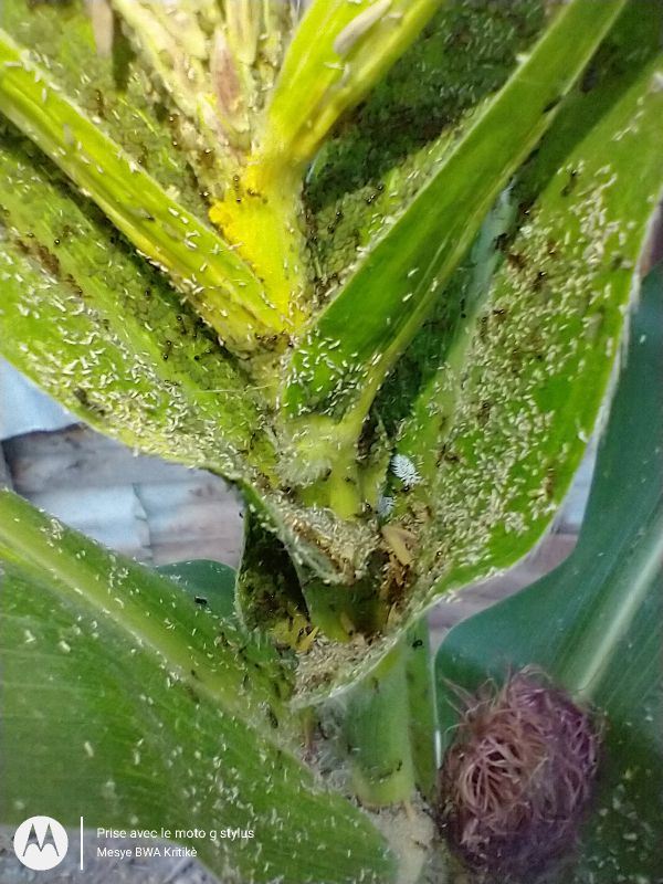 AttisClaudy's tweet photo. Puceron du rosier vert ( Macrosiphum rosae ) se yon ensèk ravajè ki atake sereyal yo sitou mayi, li bay okazyon pou anpil maladi sou plant yo. 

Kisa n ap fè agwonòm yo ??? https://t.co/o4fI3QjVTf