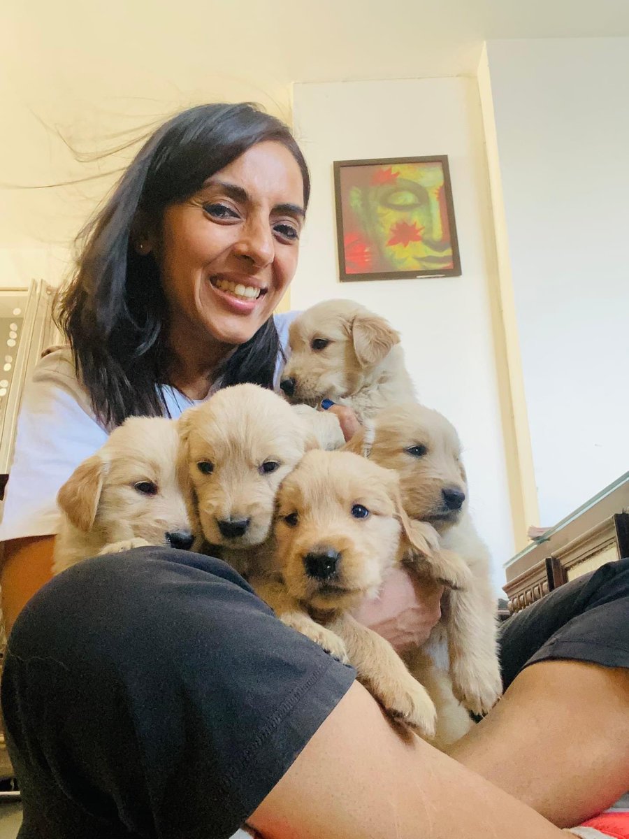 iamvanikaushal's tweet photo. These #goldenretrievers are a month old. Their eyes are open. And they are ready for all that life has to offer them. 

#GoldenRetrievers #goldenretriever #goldenretrieverpuppy #retrieverpups  #goldenretrieverlovers #dogsofinstagram #puppiesofinstagram #puppies #dog #doglovers https://t.co/SXZ8JrDf32
