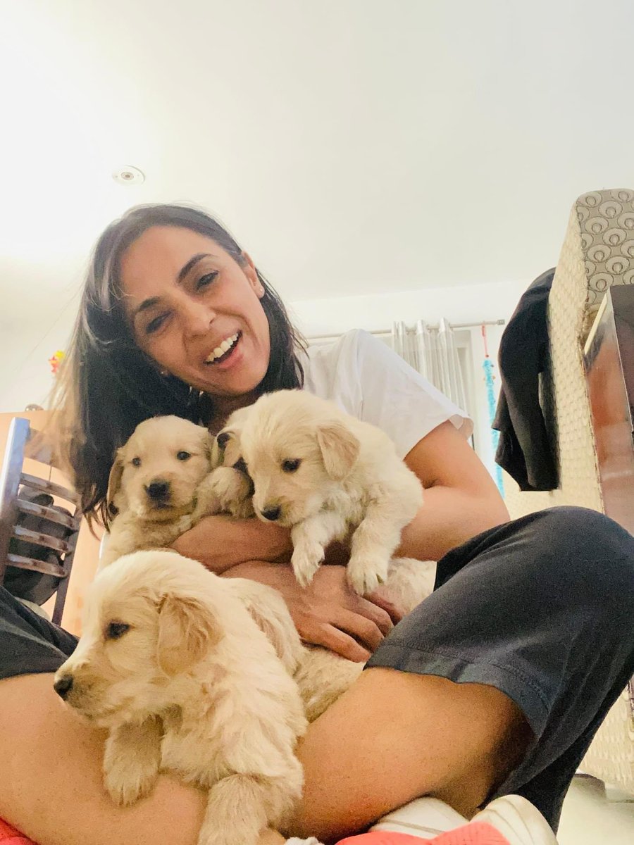 iamvanikaushal's tweet photo. These #goldenretrievers are a month old. Their eyes are open. And they are ready for all that life has to offer them. 

#GoldenRetrievers #goldenretriever #goldenretrieverpuppy #retrieverpups  #goldenretrieverlovers #dogsofinstagram #puppiesofinstagram #puppies #dog #doglovers https://t.co/SXZ8JrDf32