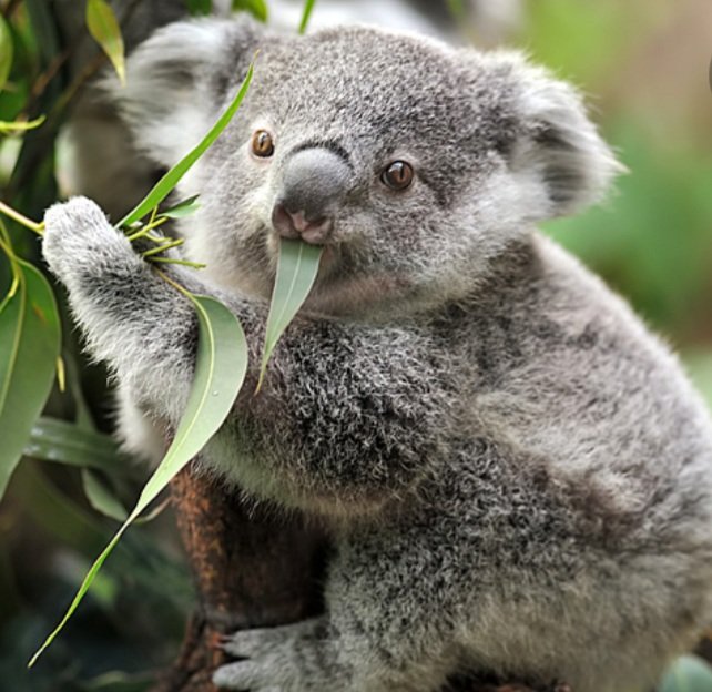 AmiMarsupial's tweet image. Koala souhaite aux Français un heureux nouveau quinquanal de Macron, encore plus profond que le premier.
Quand on aime, on ne compte pas.
#InTheQ