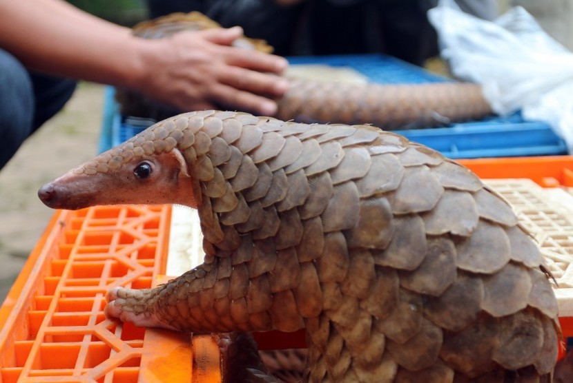 HopeOrangutan's tweet photo. EKOSISTEM BUMI VS PERDAGANGAN SATWA LIAR ILEGAL! Catatan investigatif perdagangan ilegal TRENGGILING!

A thread https://t.co/tlrfr6tm1v