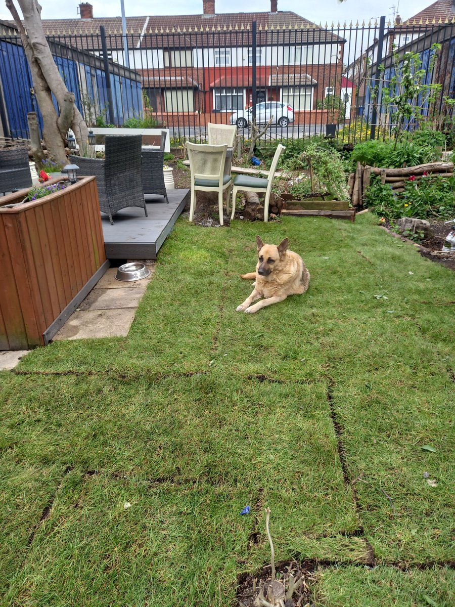 chrisba75681995's tweet photo. just a update picture of last week's work,in langworthy community garden https://t.co/g2StFlQXZA