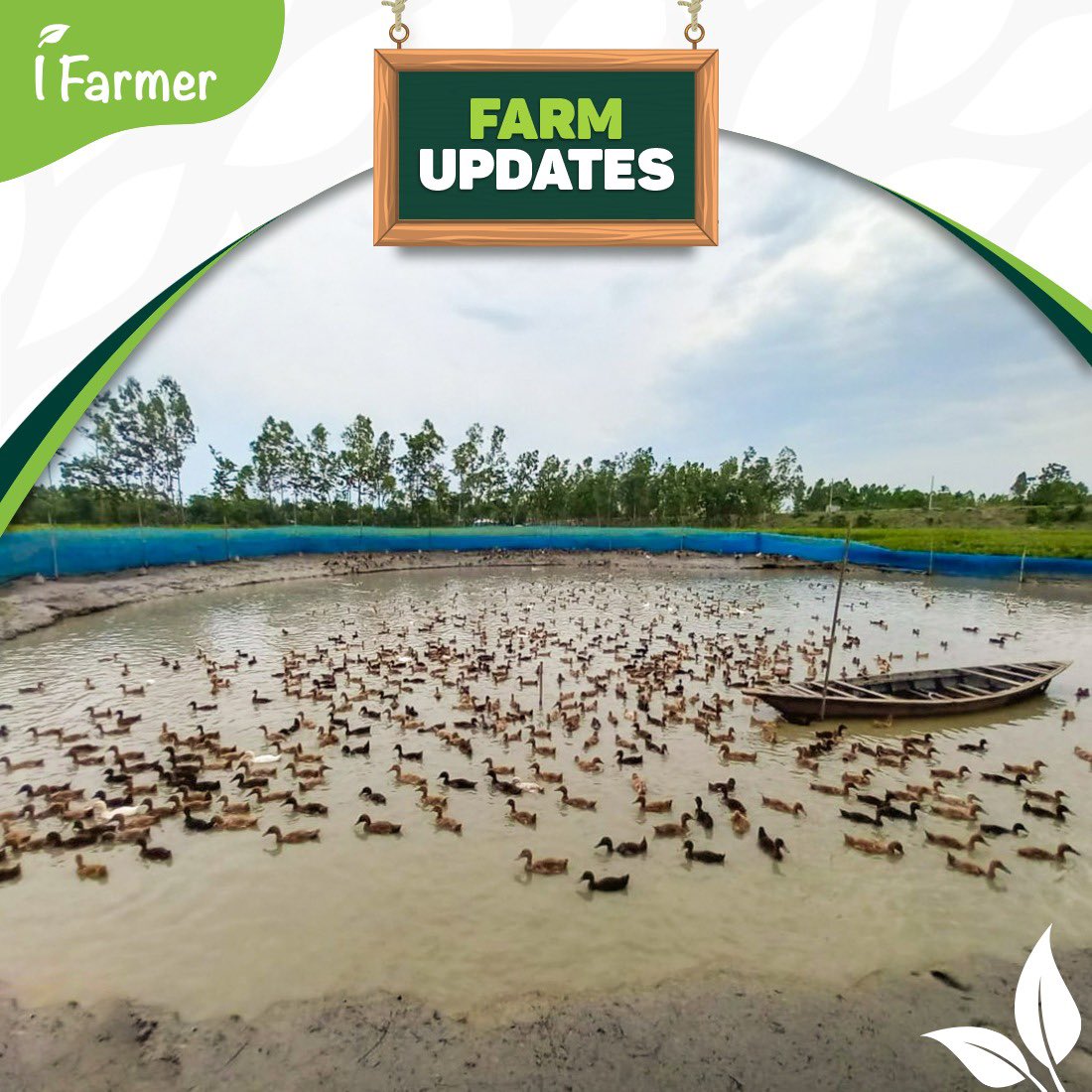 iFarmer_Asia's tweet photo. Time for our Duck Farm Update!
We are glad to announce that our duck farms have been doing well. Here we bring you a few moments from our duck farms, live from the field.
Stay tuned for more farm updates.
#iFarmer #FarmUpdates #DuckFarm #ConnectingPeople #HarvestingWealth https://t.co/kAmV78778o