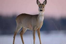 Sprmarx (@sprmarx) on Twitter photo 