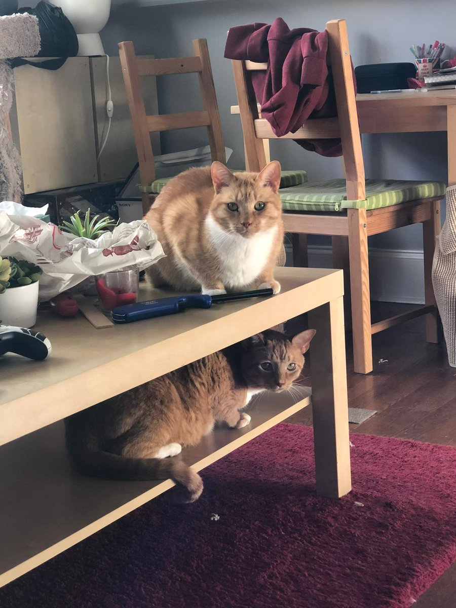 Charliecss's tweet image. I get to see my big dumb cats tomorrow after two weeks away and I'm so damn excited!