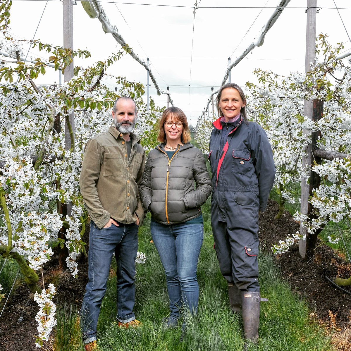 campfiregin's tweet photo. Last weeks trip over to @HorwoodCherries in #buckinghamshire to see Vikki and the trees that will eventually bear fruit to the Latin #cherries that will be used in our #PUDPUD #gin https://t.co/ClVlB96qVJ