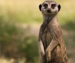 Sprmarx (@sprmarx) on Twitter photo 