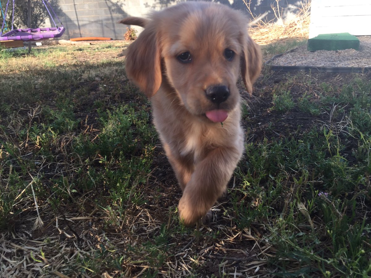 hubiefix's tweet photo. Welcome home Penny 🍑 https://t.co/k8k1XUCYPd