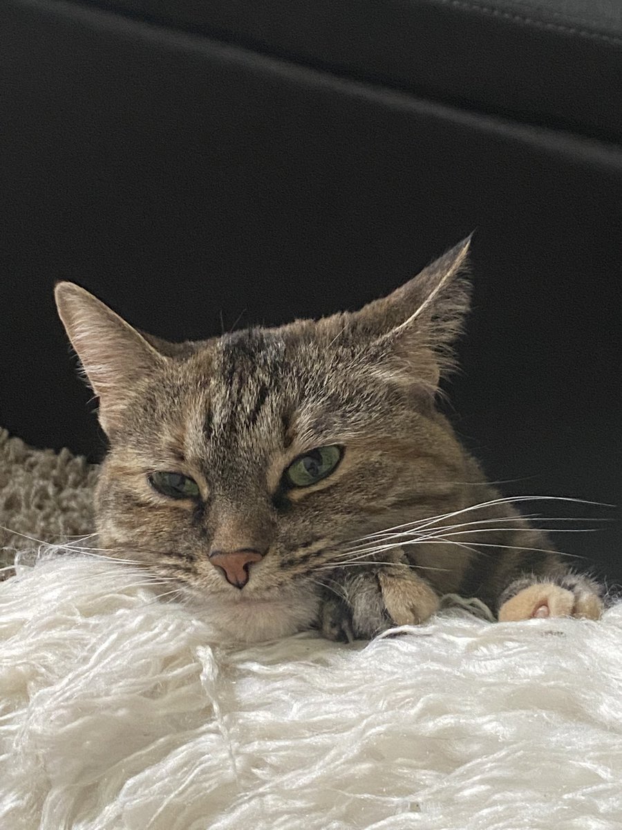 Prancer01862779's tweet image. The good boy Prancer here with one last tweet before bedtime.This is a picture of my kitty cat sister. She likes friends too.❤️#cats #CatsOfTwitter #CatsOnTwitter