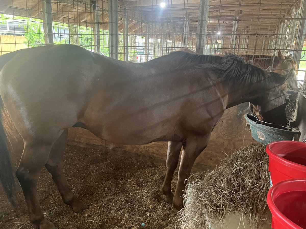 Russel L. Honore' tweet media