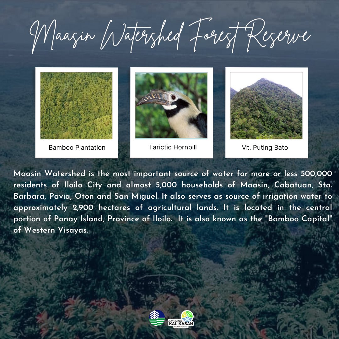 DenrVisayas's tweet photo. EXPLORE: Maasin Watershed Forest Reserve the "Bamboo Capital" of Western Visayas.
#InvestInOurPlanet
#denrapril2022
#TayoAngKalikasan
#DENR6 https://t.co/rWcSEuCj7I