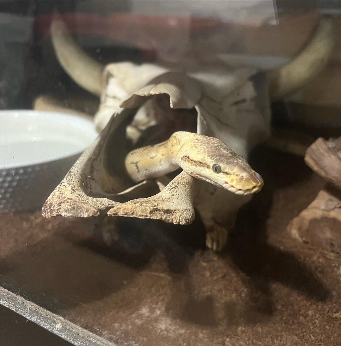 TeamLupes's tweet image. My #pet #snake who was a rescue 7 years ago finally exploring the skull in his enclosure. #ballpythonsoftwitter