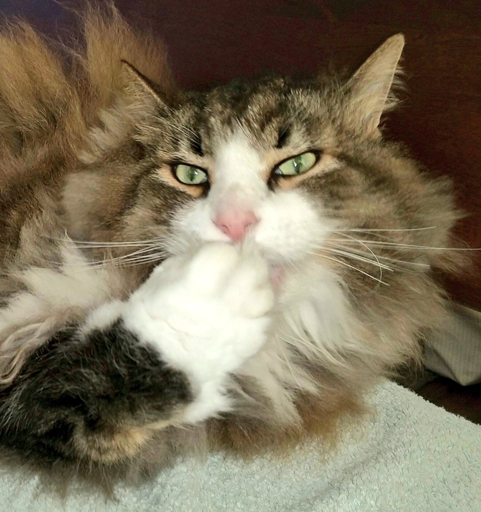 猫2鈴 爪をかむrin しっかりママの動きを見ている 爪切りも大嫌いだよねぇ ノルウェージャンフォレストキャット 猫のいる暮らし 猫好きさんと繋がりたい 爪噛み T Co Zaa8gbt78m Twitter