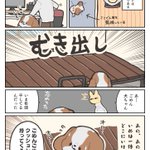 普段は布団の上からお仕事中の飼い主さんを見守っているわんこ!しかしこの日は布団を干していて･･･!